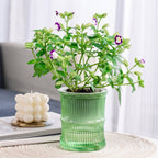 Watering Planter 